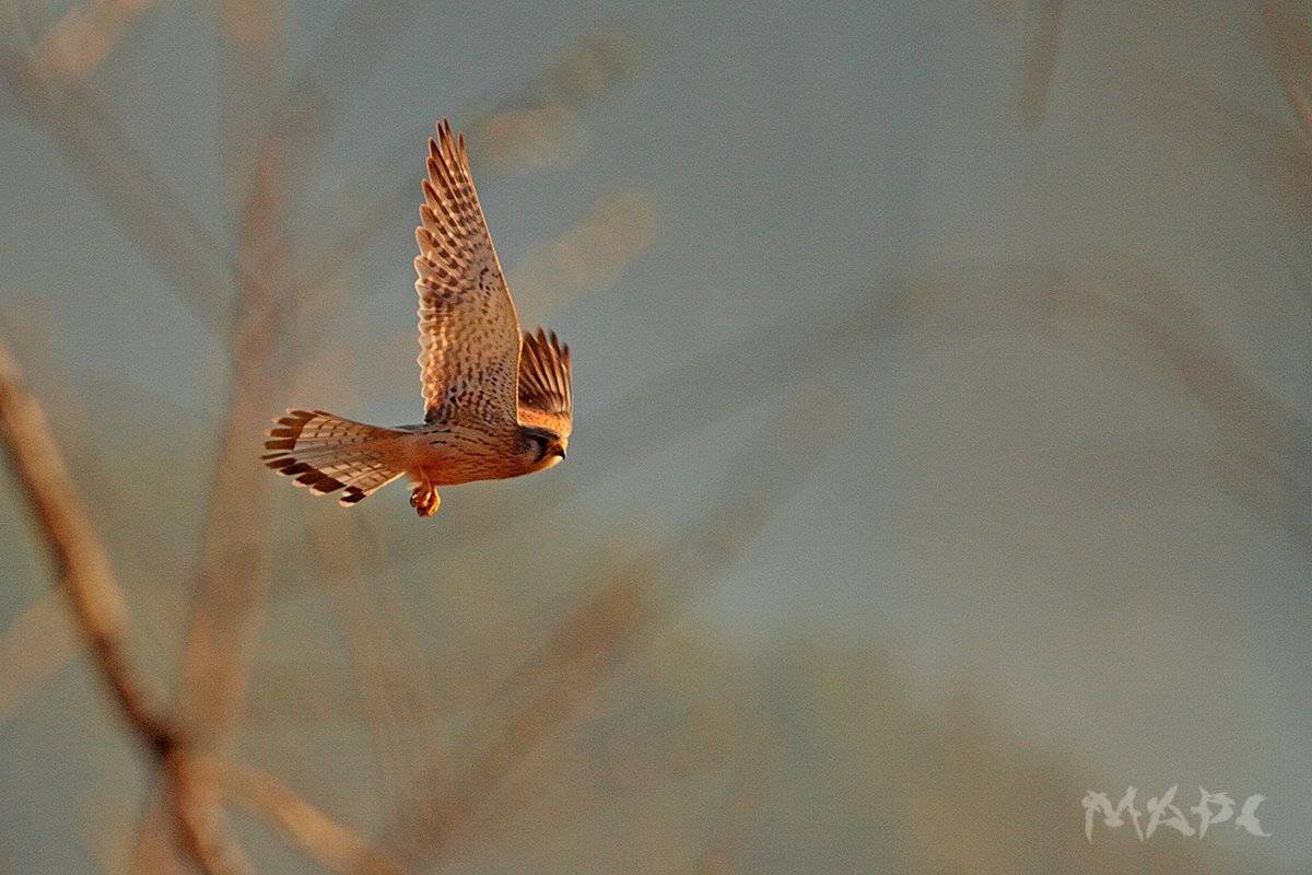 животные птица весна май пустельга утро, Шангареев Марс