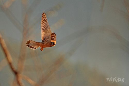 полет пустельги