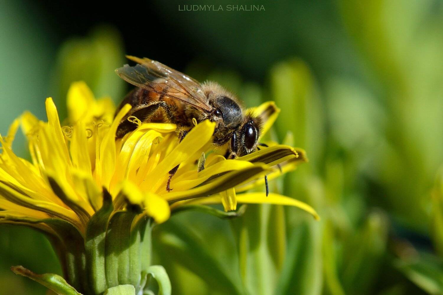 пчела , мед , цветок , весна , желтый , одуванчик, Людмила Шалина