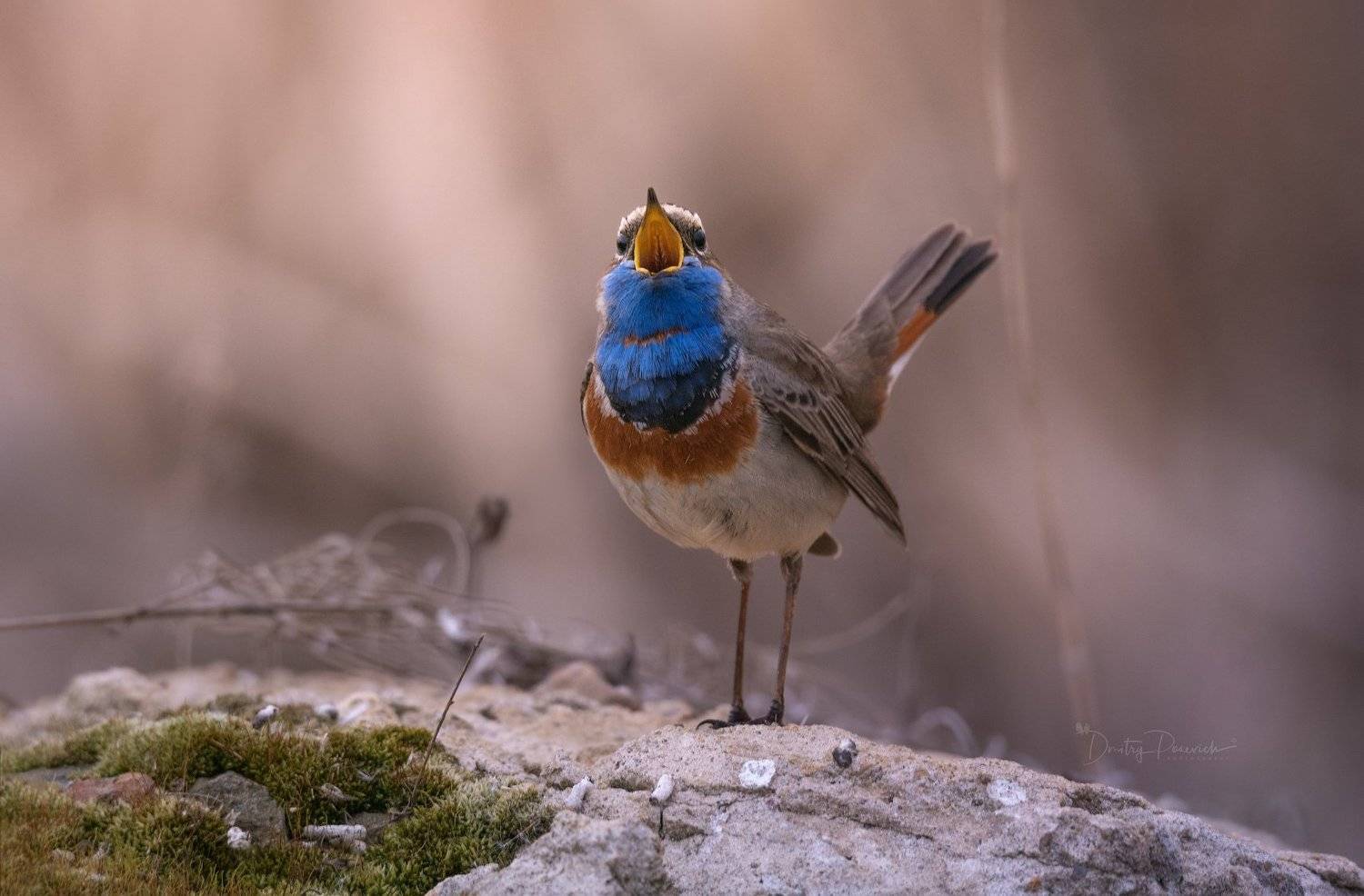 природа, лес, животные, птицы, Дмитрий Посевич