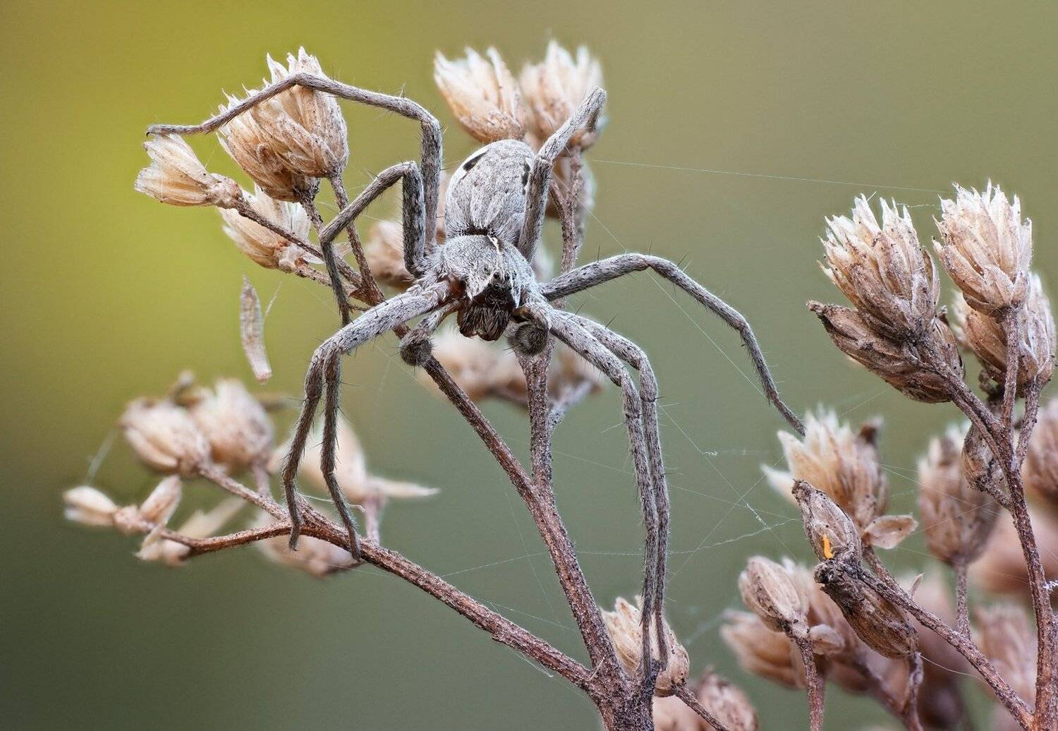 , Кузнецов Дмитрий