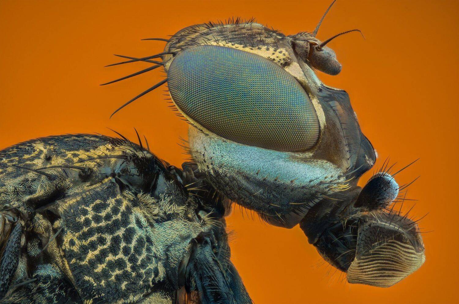 ceclii, macro, extrememacro, nikon d3400, semiplan 6.3, Tsvetan Ganev