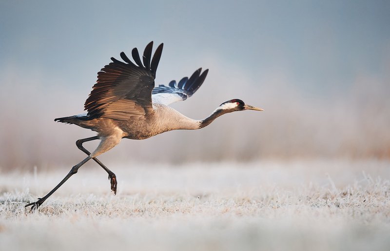 birds, bird, animals, animal, wildlife, nature, crane, grus, Runner фото превью