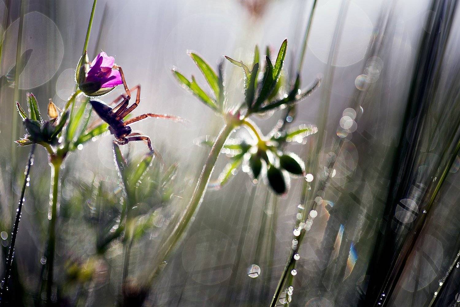 spider,macro,nature,wild,beautiful,wildlife,hunter,, Georgi Georgiev