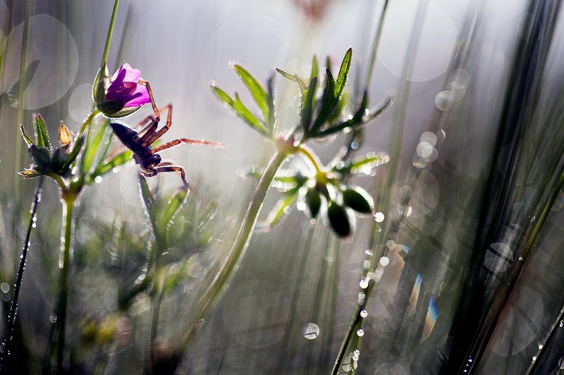 spider,macro,nature,wild,beautiful,wildlife,hunter, Spider фото превью