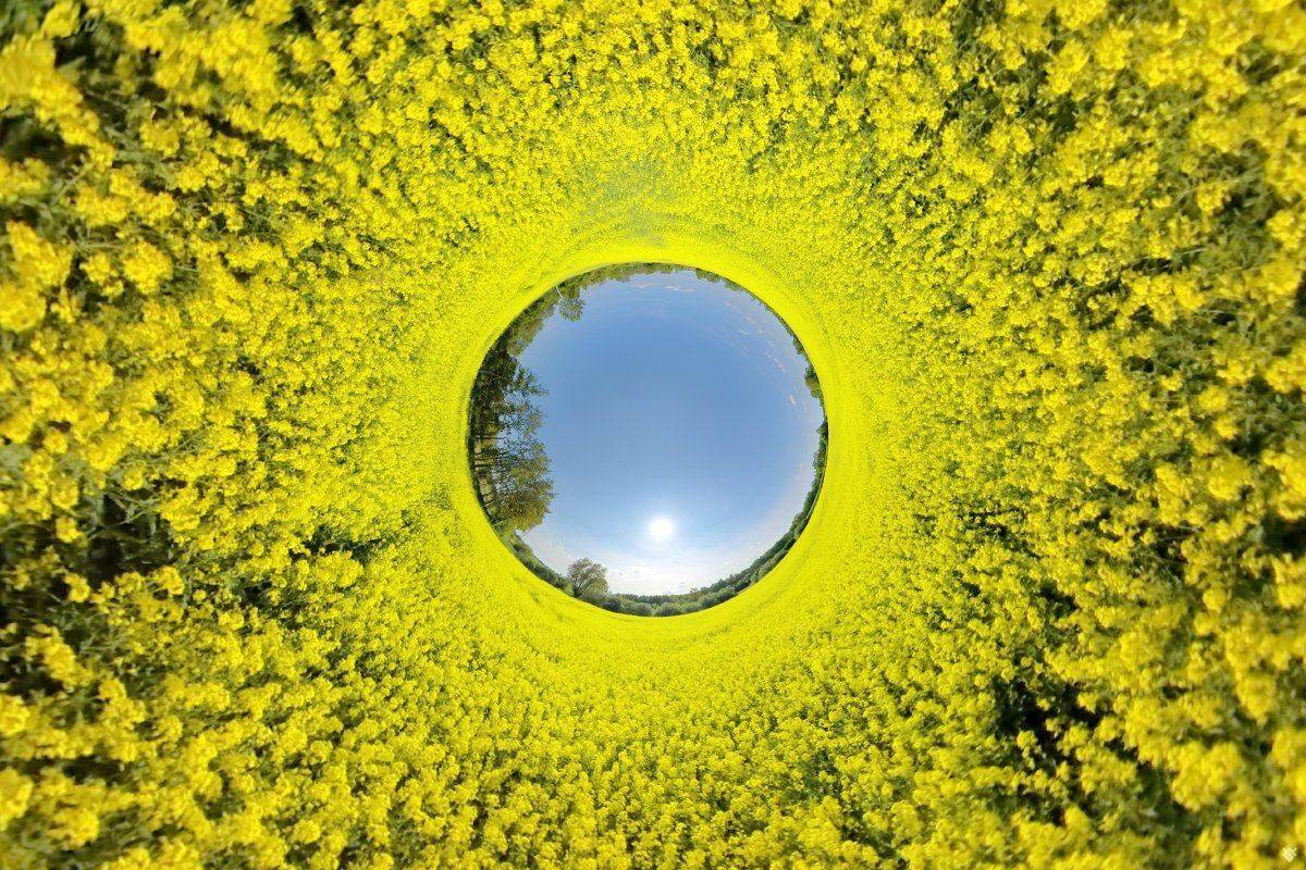 Rapeseed, field, 360x180, Wojciech Grzanka