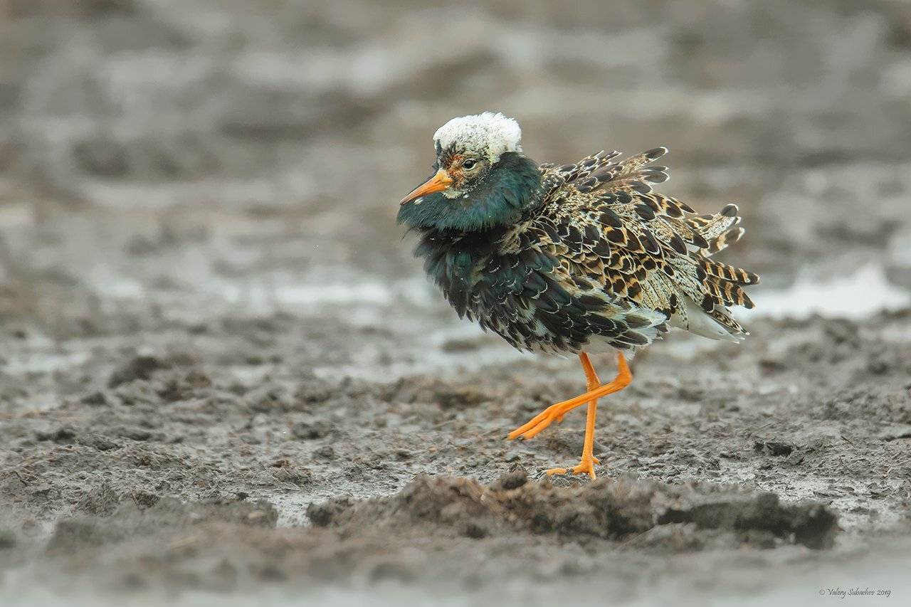 , Валерий Субачев