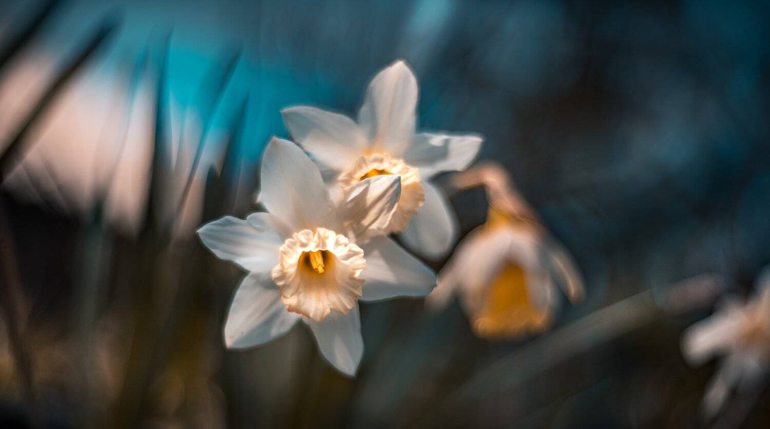 природа, макро, весна, цветы, нарцииссы, Неля Рачкова