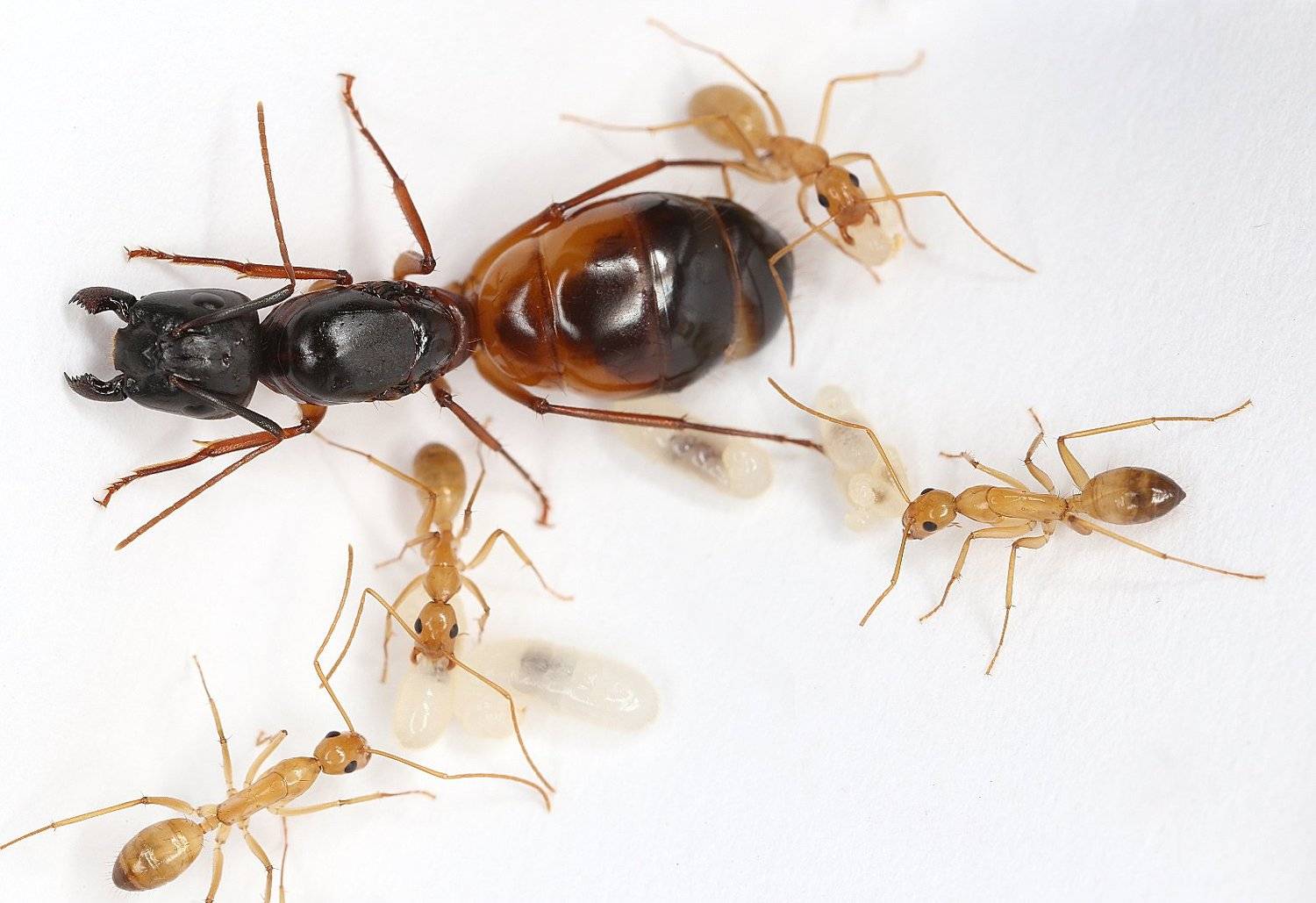 муравьи, Александр Зорин