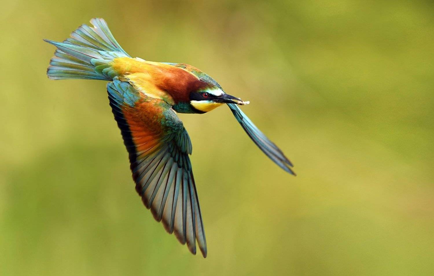 birds, bird, animal, animals, wildlife, fauna, bee eater,, Piotr Krześlak