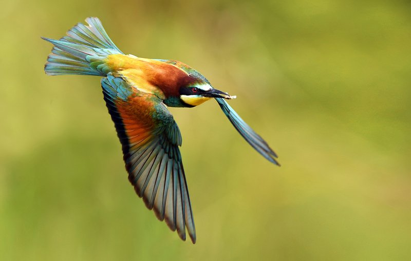 birds, bird, animal, animals, wildlife, fauna, bee eater, Bee eater фото превью