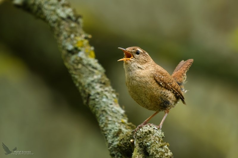 Strzyżyk, Eurasian Wren (Troglodytes troglodytes) ... 2019r фото превью