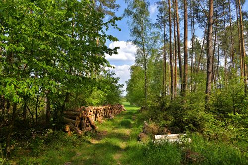 walk in the woods