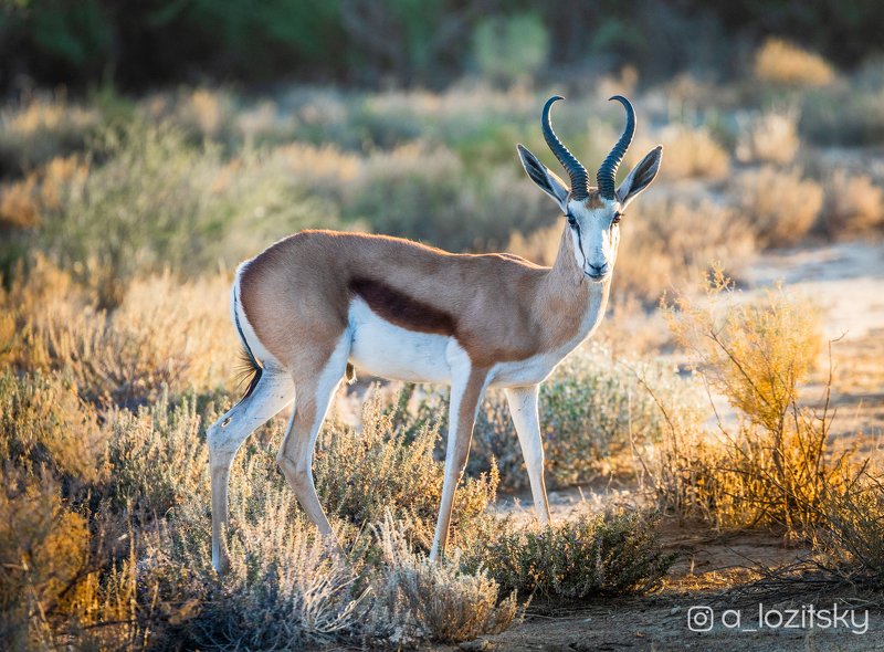 *** фото превью