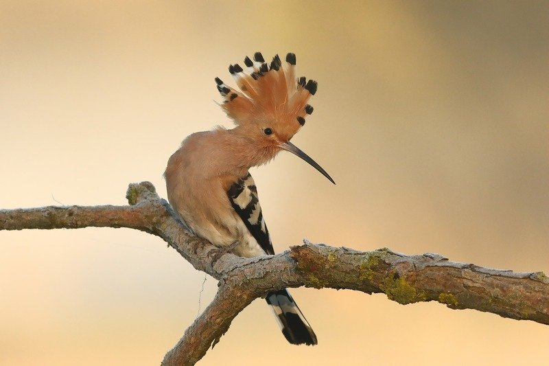 Hoopoe фото превью
