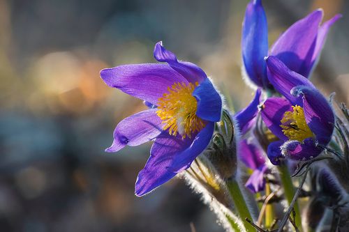 Pro праздник красоты ...