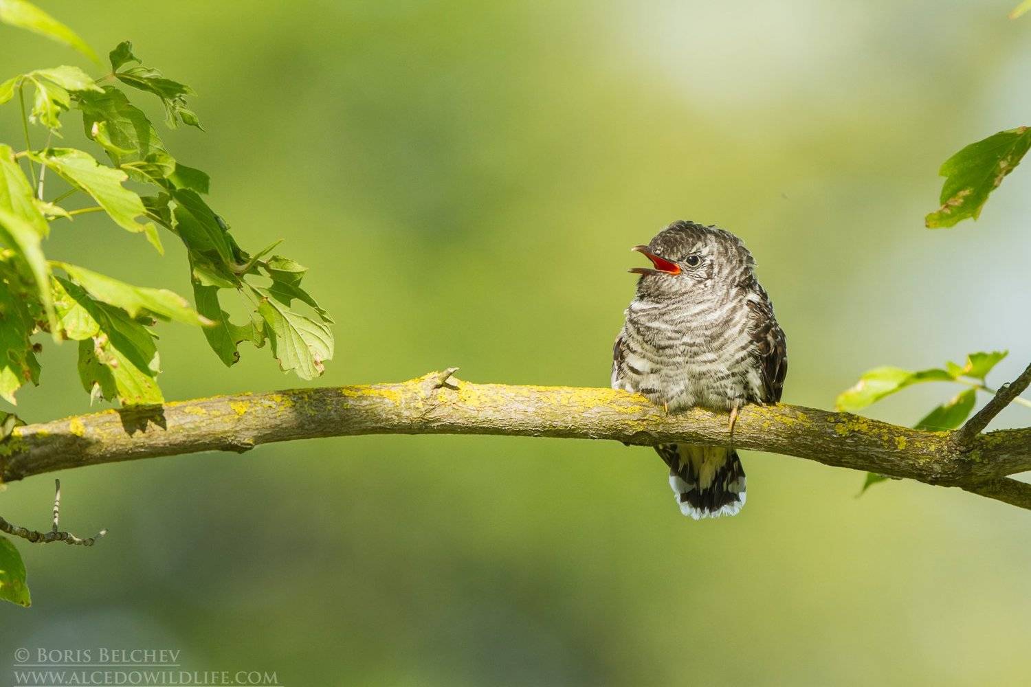 , Борис Белчев