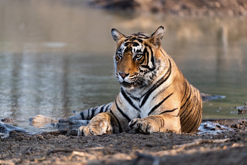 Тигриные портреты фото превью