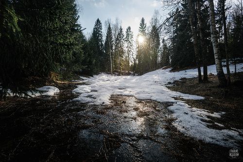 Весна в лесу