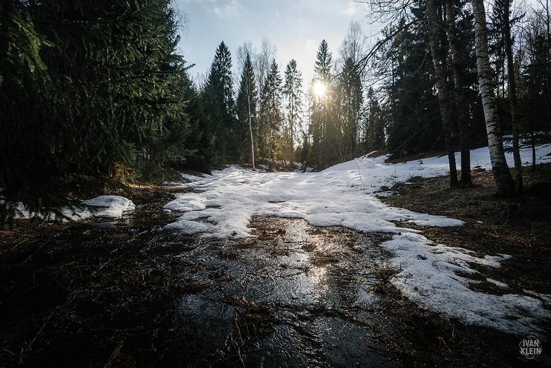 лес,весна, деревья, ель, ёлки, дерево, чаща, снег, река, вода, пейзаж, природа, леса Весна в лесу фото превью