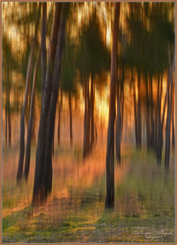 утро, свет, лес, весна Магия света фото превью