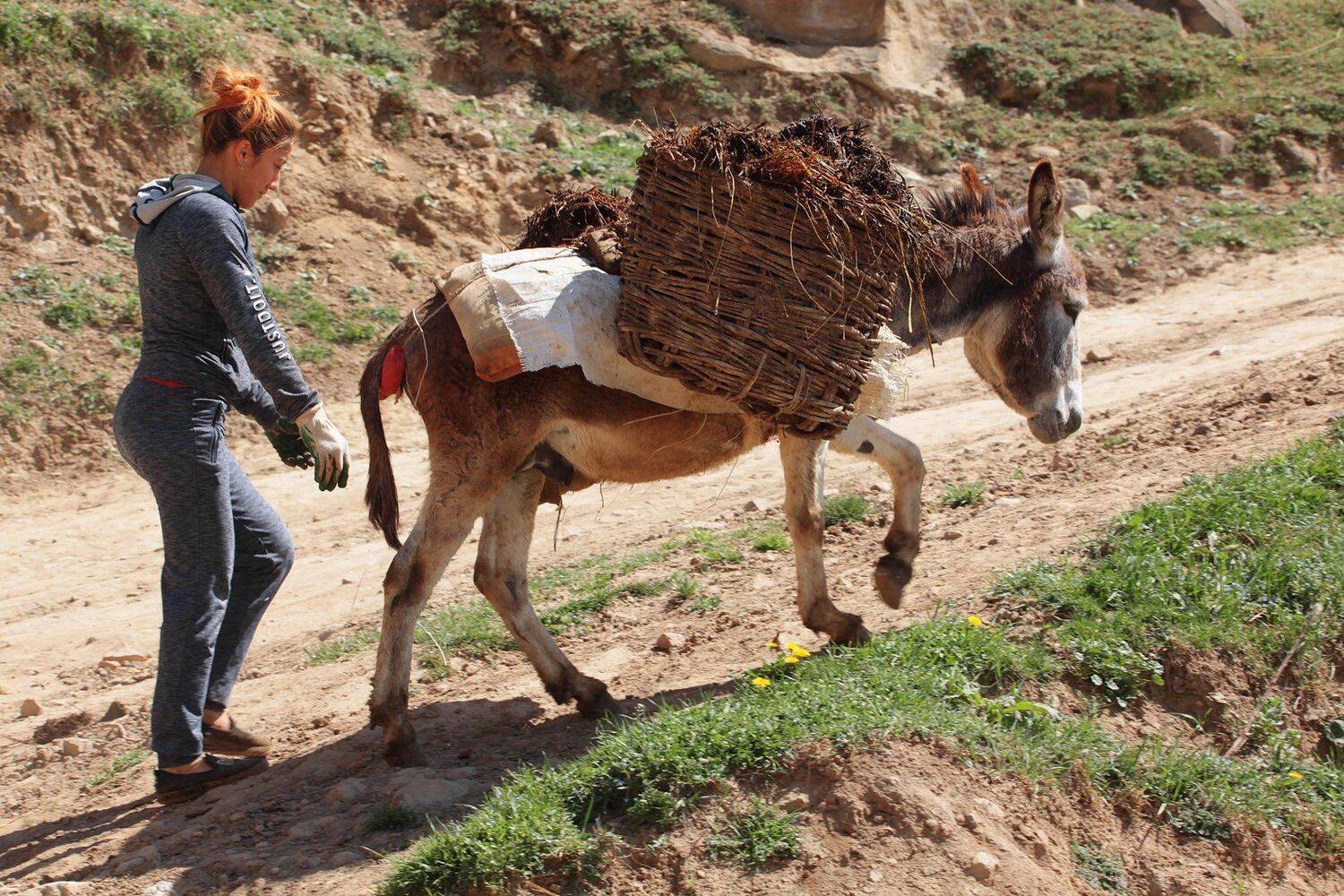 работа,ослик,девушка за осликом,горы,весна,дагестан,кавказ,, Marat Magov