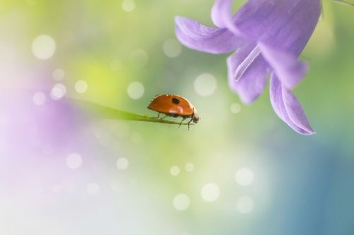 Под волшебным цветком...