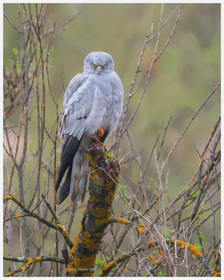 , Валерий Субачев
