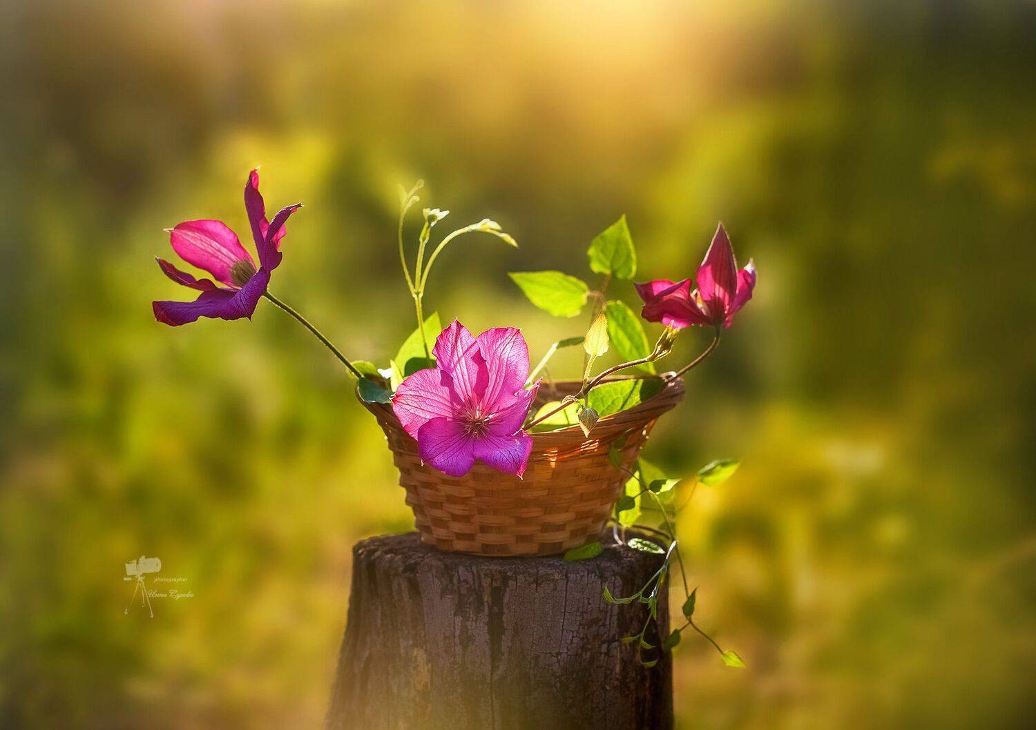 , Инна Сухова