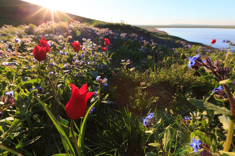 тюльпаны, крым, степь, весна, рассвет, озеро Тюльпаны Кояшского озера фото превью