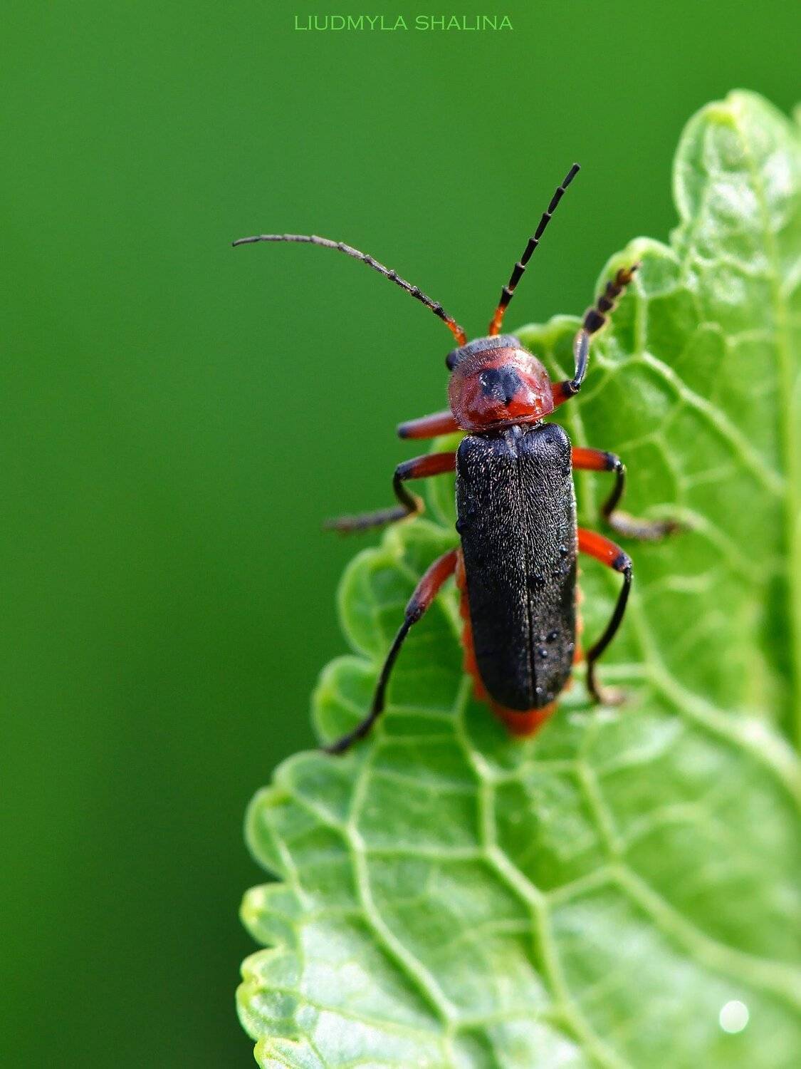 жук , весна , лист , зелень, Людмила Шалина