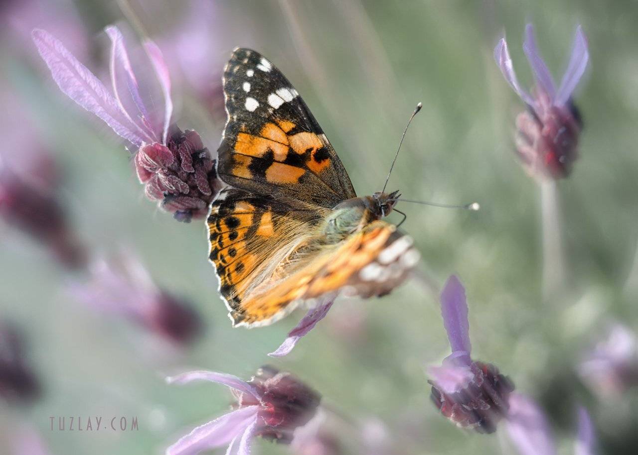 бабочки, макро, Владимир Тузлай