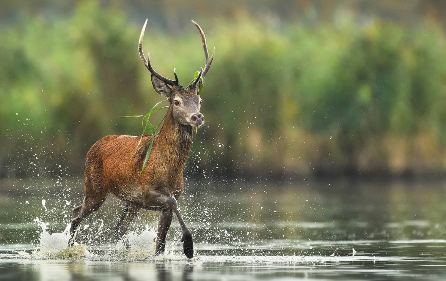 deer, animals, wildlife, animal, mammals, buck, animals,, Piotr Krześlak
