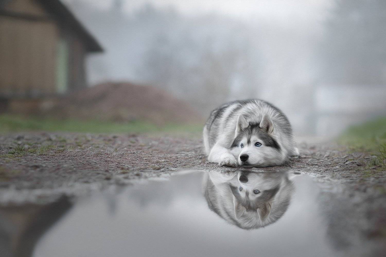 , Светлана Писарева