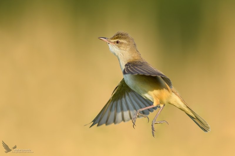 Trzciniak, Great Reed-Warbler (Acrocephalus arundinaceus) ... фото превью