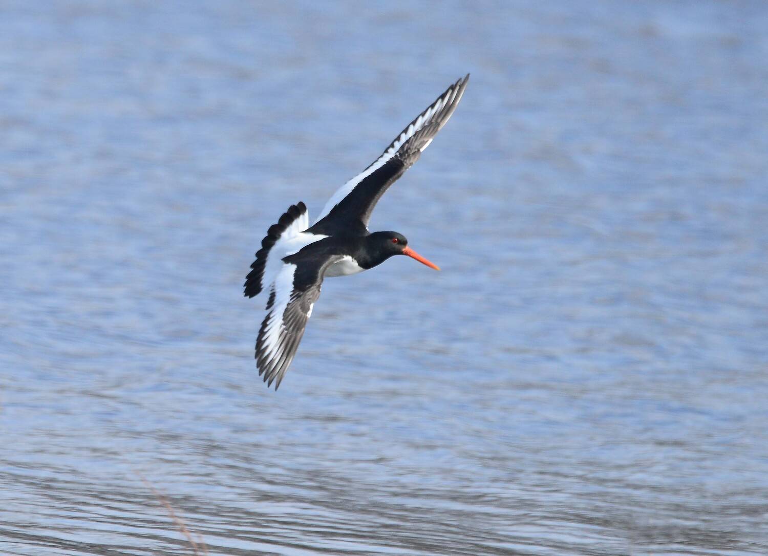краснокнижник кулик -сорока., Михаил Белоусов
