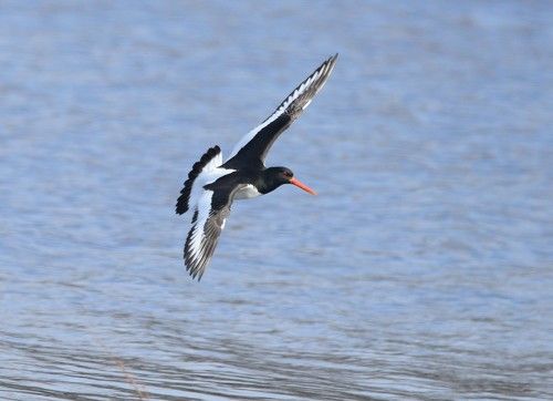 Весенний гость .