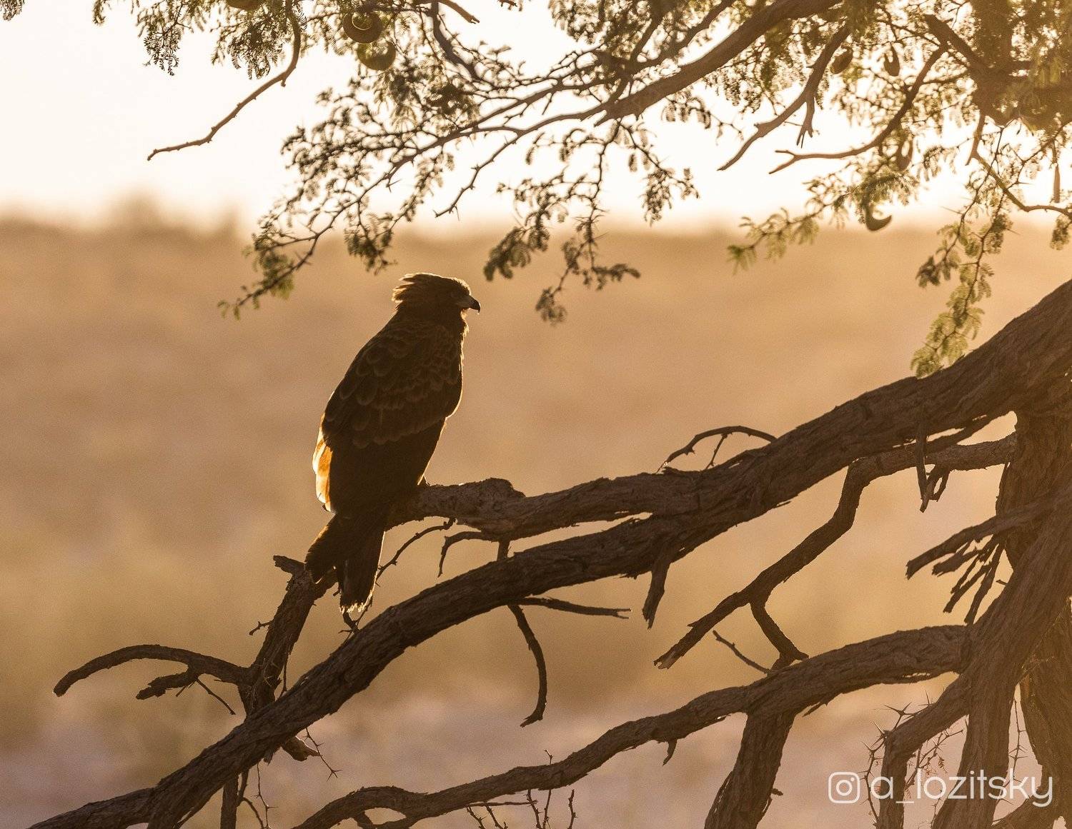, Александр Лозицкий