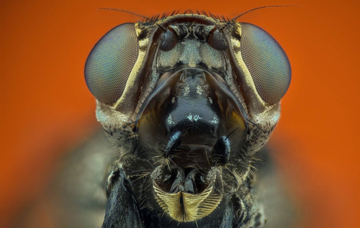 ceclii, macro, extrememacro, nikon d3400, semiplan 6.3, Tsvetan Ganev