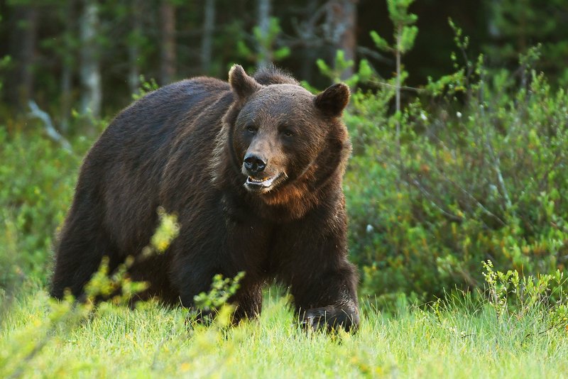 bear, wildlife, animals, animal, mammals, ursus, arctos, wild, Bear фото превью