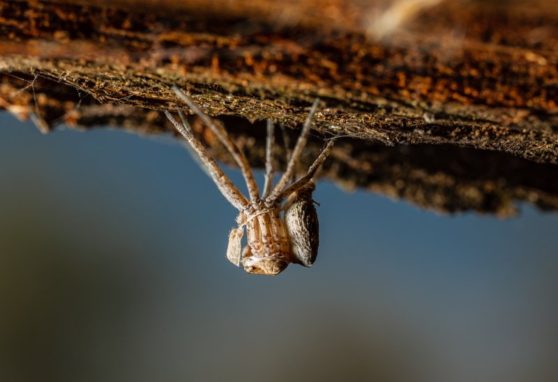 паук,макро Перерождение фото превью