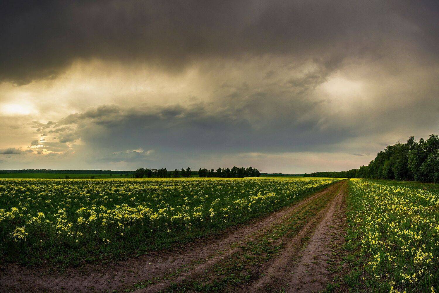 , Виталий Стрельцов