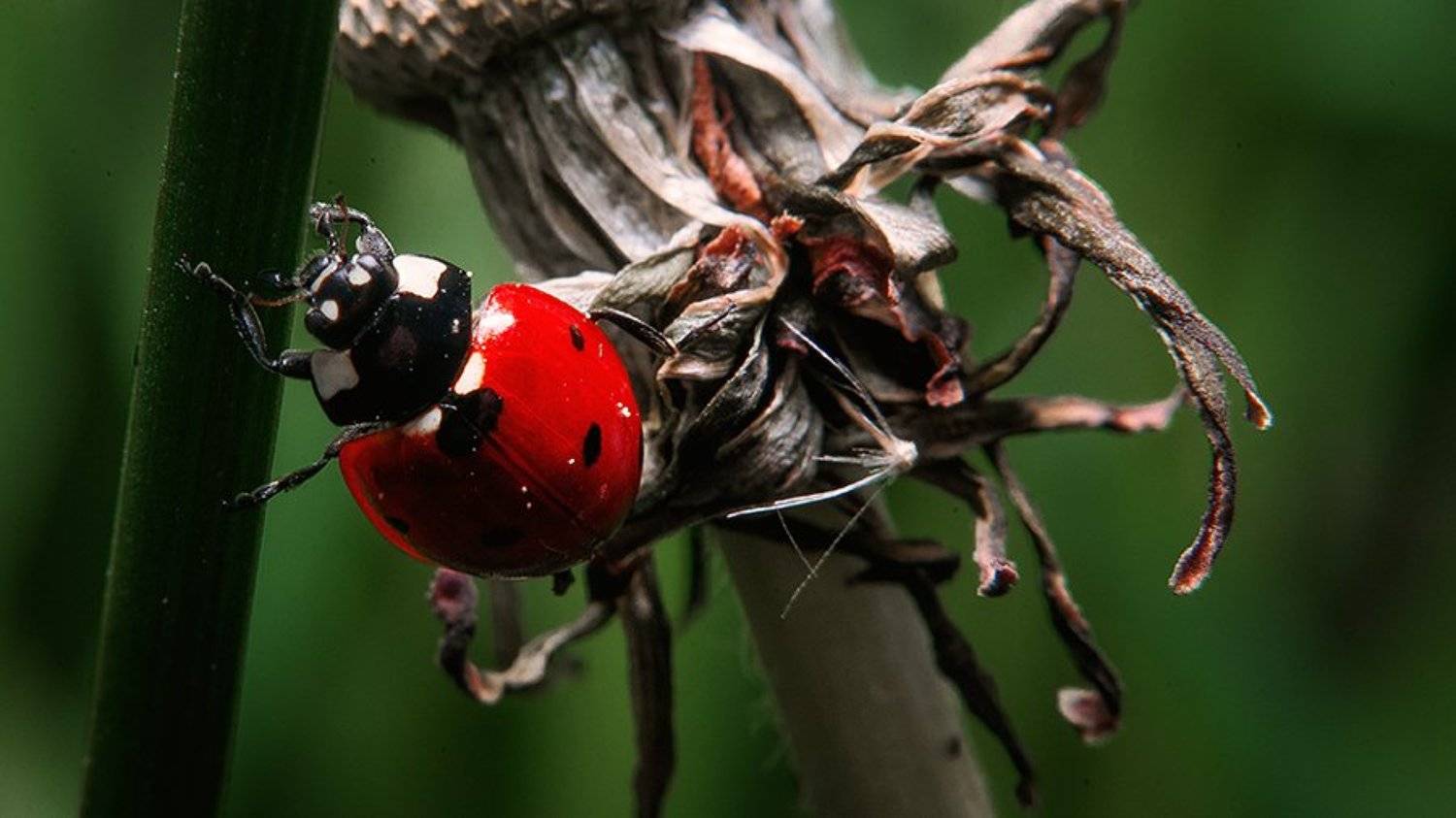 , Иван Манкевич