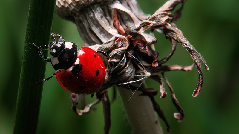 Лови возможности фото превью