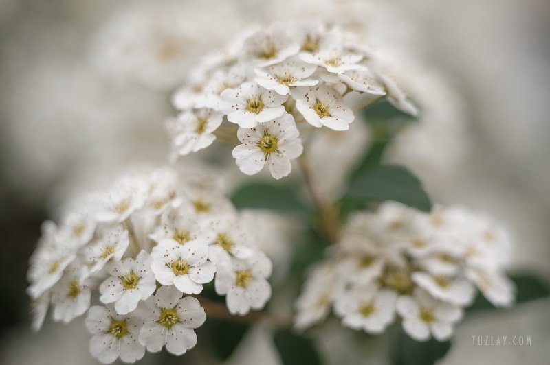 спирея, кусты спиреи, невеста, цветки невесты На аллее «невест» фото превью
