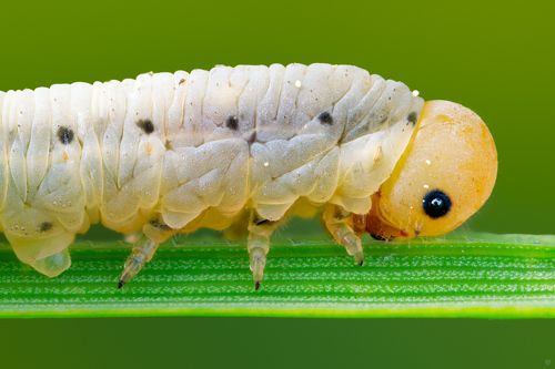 Caterpillar