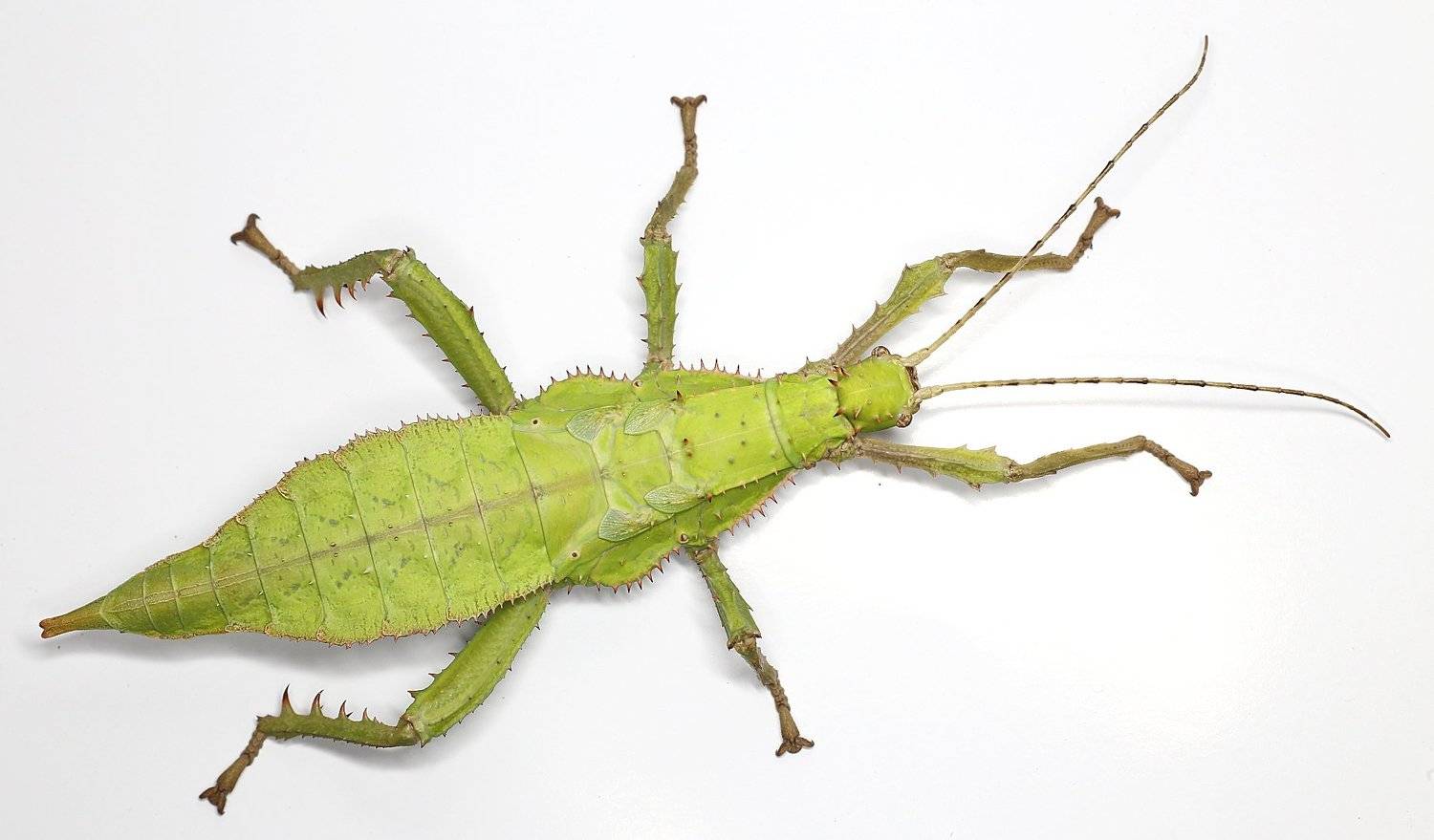 Heteropteryx палочник, Александр Зорин