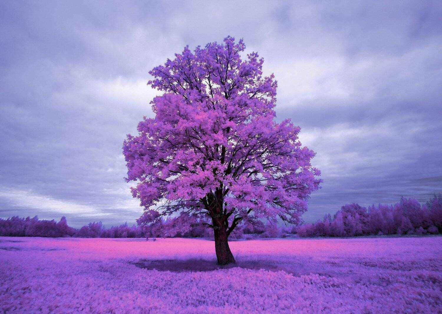 infrared,ик-фото,инфракрасное фото, инфракрасная фотография, пейзаж, осень, беларусь, Sixten ( Сергей )