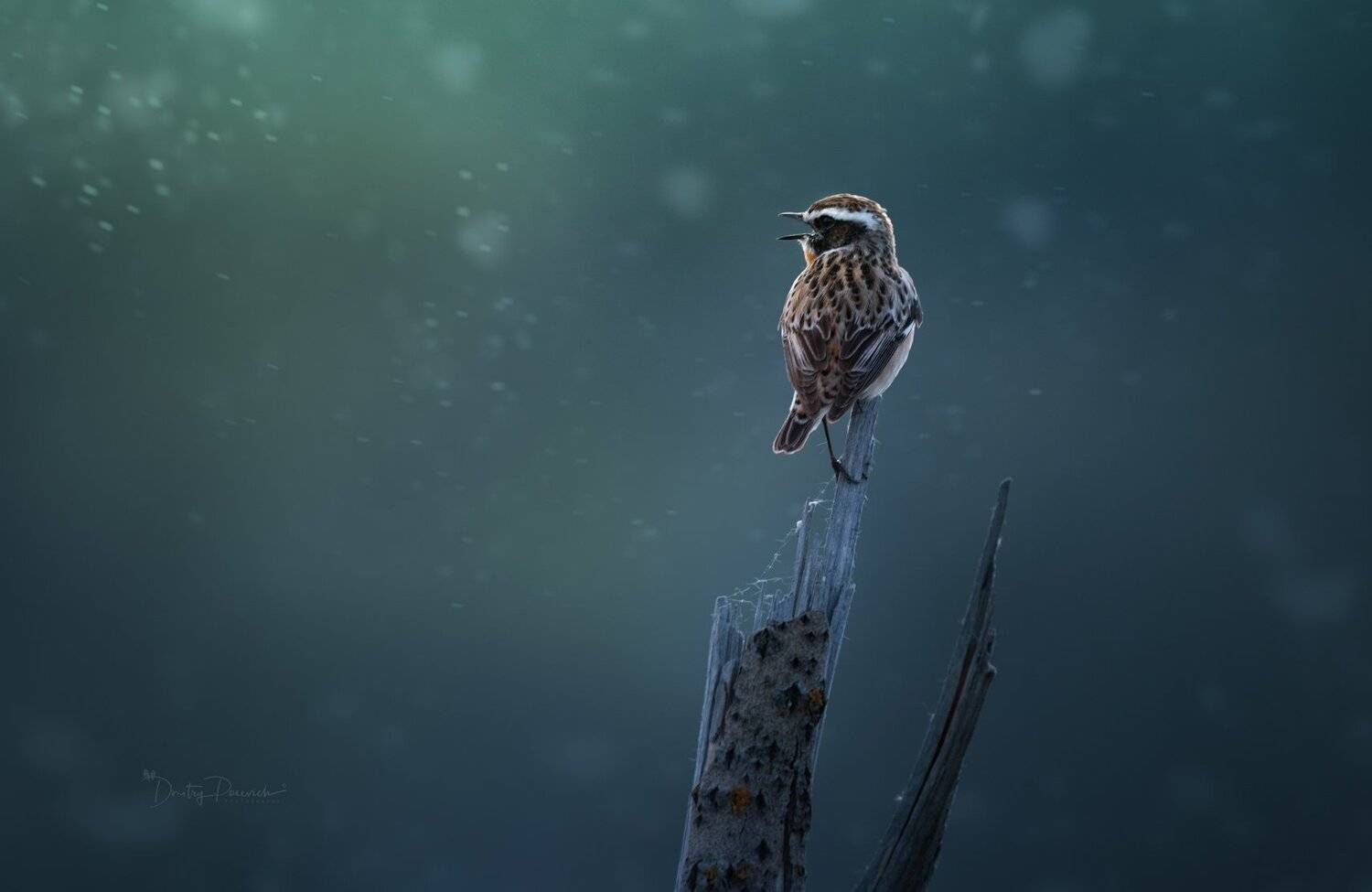 природа, лес, животные, птицы, Дмитрий Посевич