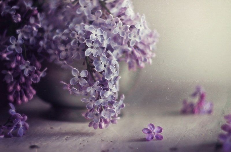 lilac* фото превью